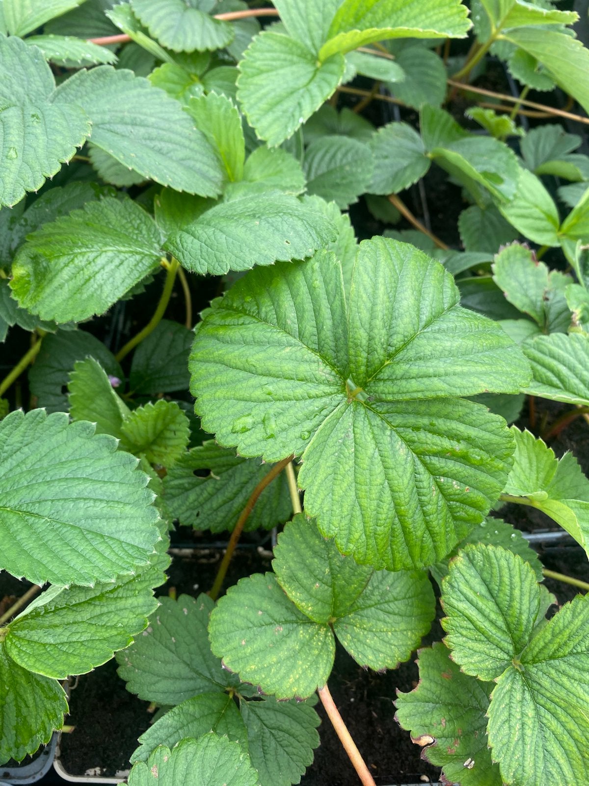 Aardbei Elsanta, Ophalen, Eenjarig, Groenteplanten, Volle zon