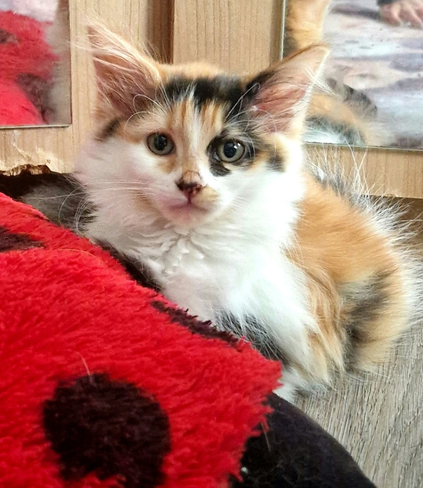 Maine Coon kittens zoeken een liefdevol en blijvend thuis, Dieren en Toebehoren, Meerdere dieren, Ontwormd