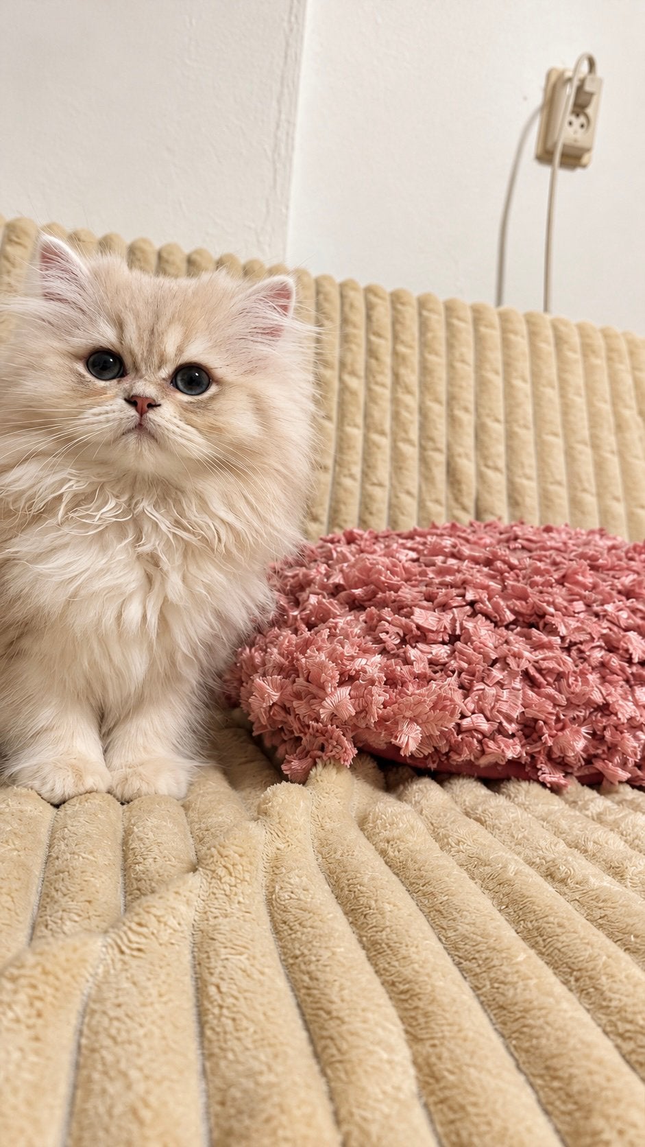 Prachtig Brits Langhaar poesje – kleur cy12 🐱, Poes, Gechipt