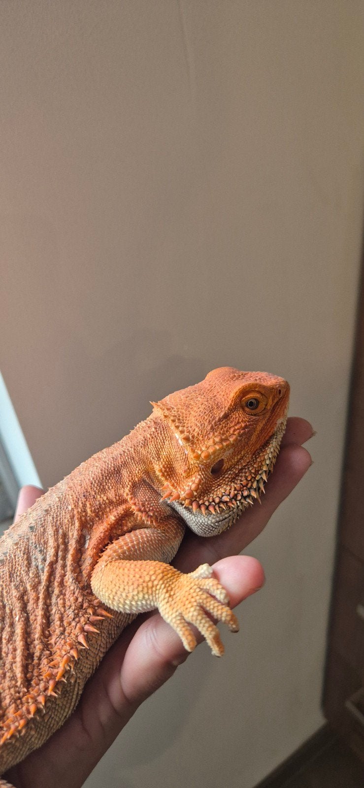 Mannelijke baardagaam Bearded Dragon photo 2