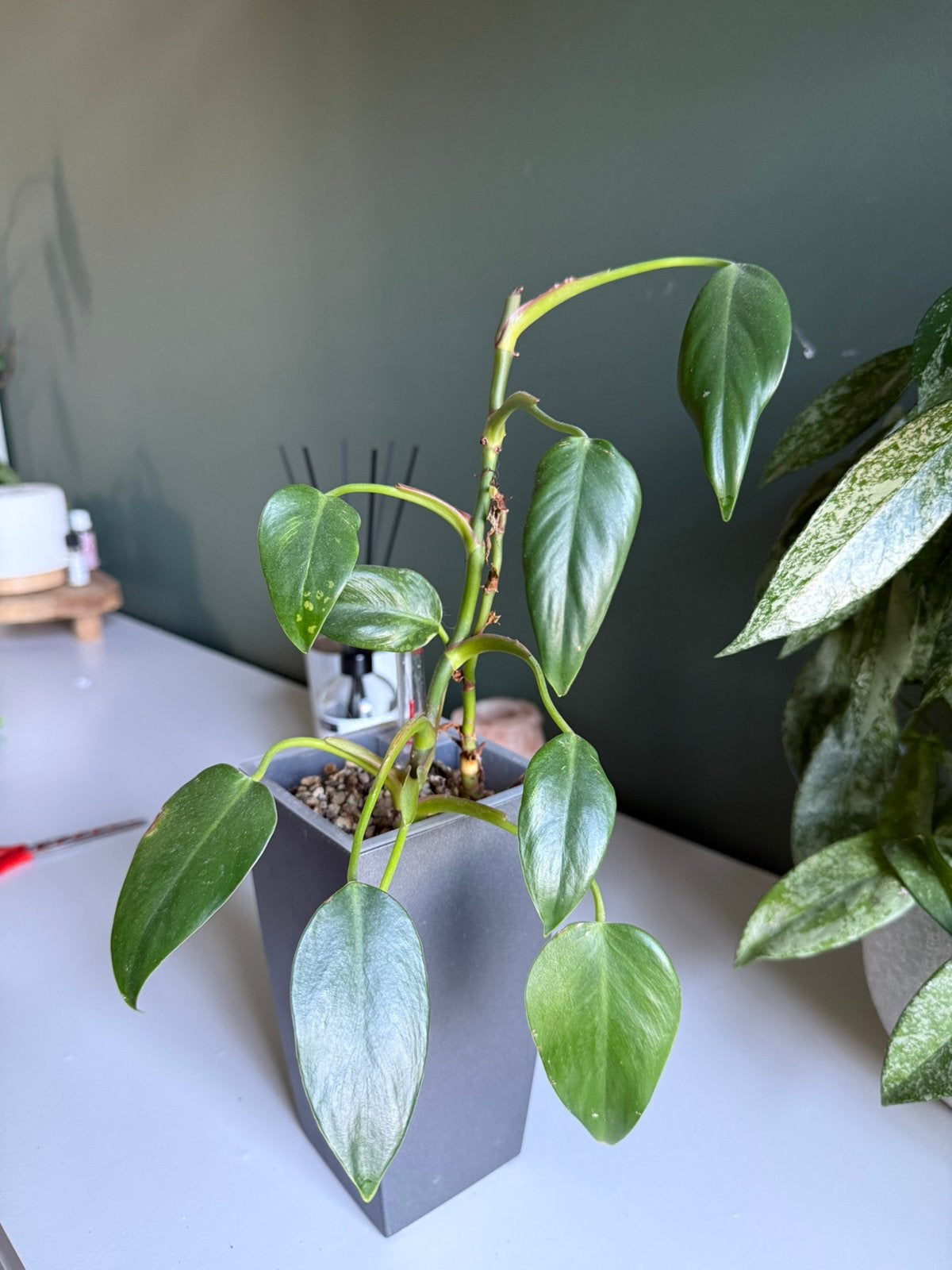 Philodendron, Huis en Inrichting, Kamerplanten, Ophalen, Halfschaduw, Minder dan 100 cm