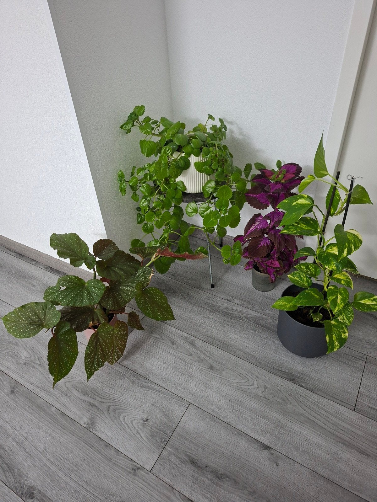 Diverse kamerplanten: Begonia, Pothos en meer, Overige soorten, In pot, Minder dan 100 cm, Groene kamerplant