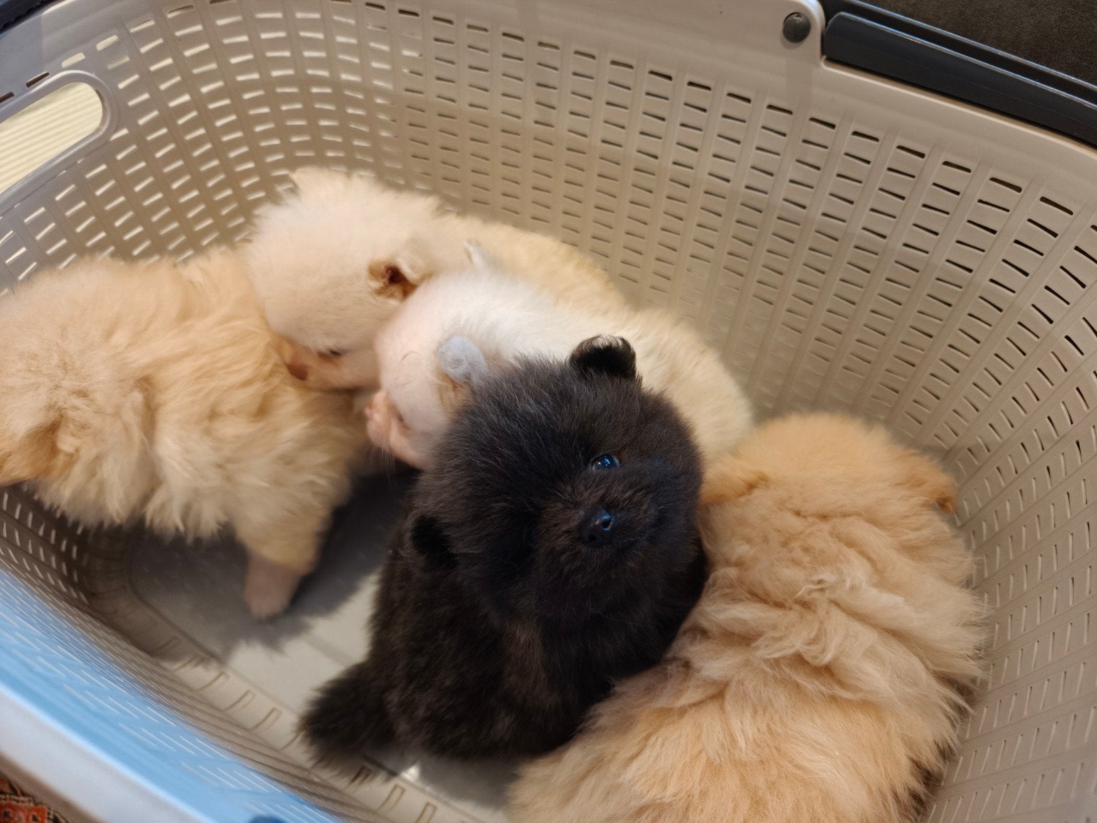 Lieve pomeriaantjes pups reutjes, Dieren en Toebehoren, Parvo, Keeshond, 8 tot 15 weken, Meerdere