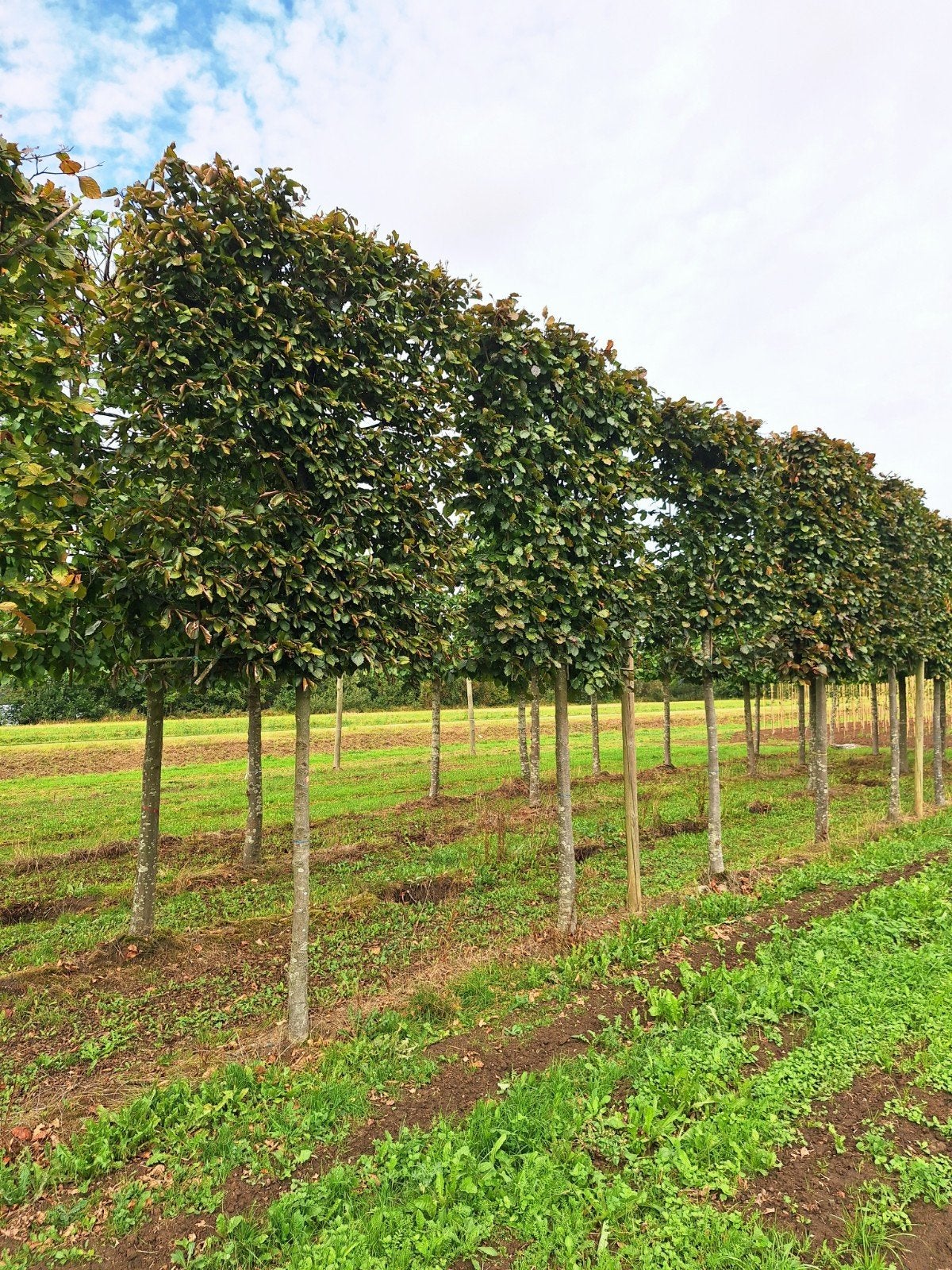 Fagus sylvatica 'Atropunicea' 🍁 (rode Leibeuk) 🍁, Tuin en Terras, Ophalen, Bloeit niet, Halfschaduw, Overige soorten