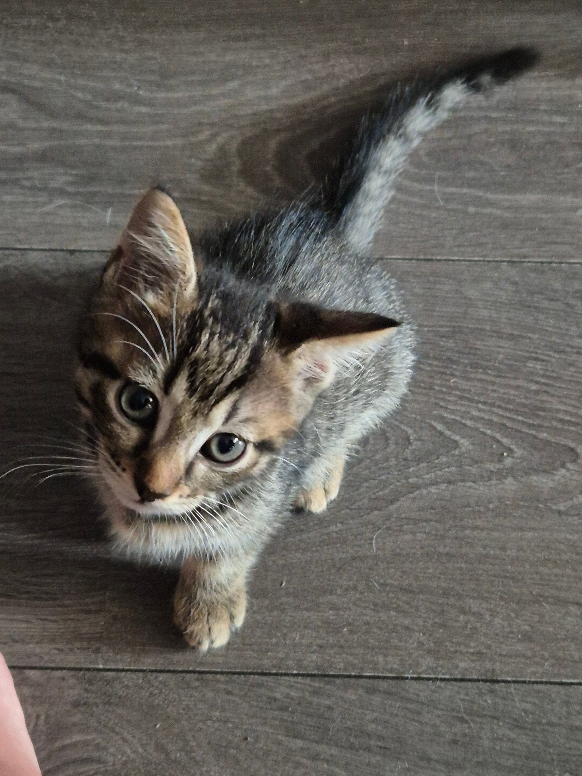Kitten zoeken een nieuw speelplekje, Dieren en Toebehoren, Meerdere dieren