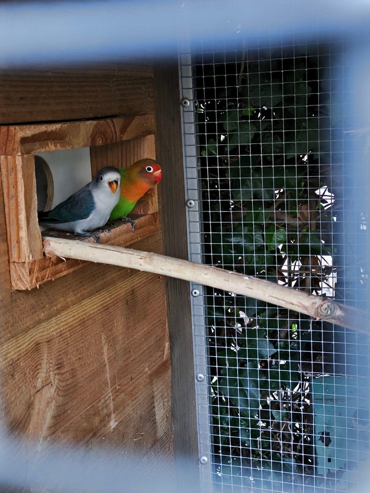 Agapornis, Dieren en Toebehoren
