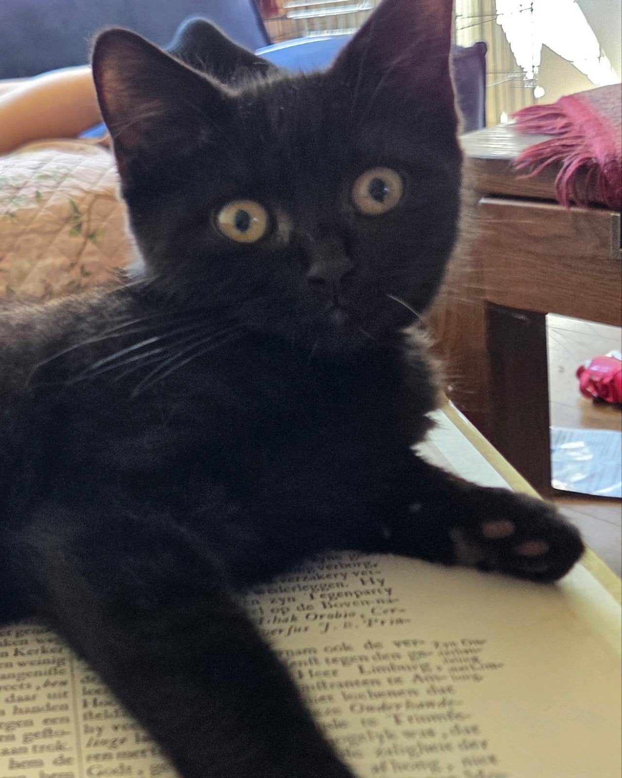 super lief britse korthaar kitten, Kater, Ontwormd, 0 tot 2 jaar