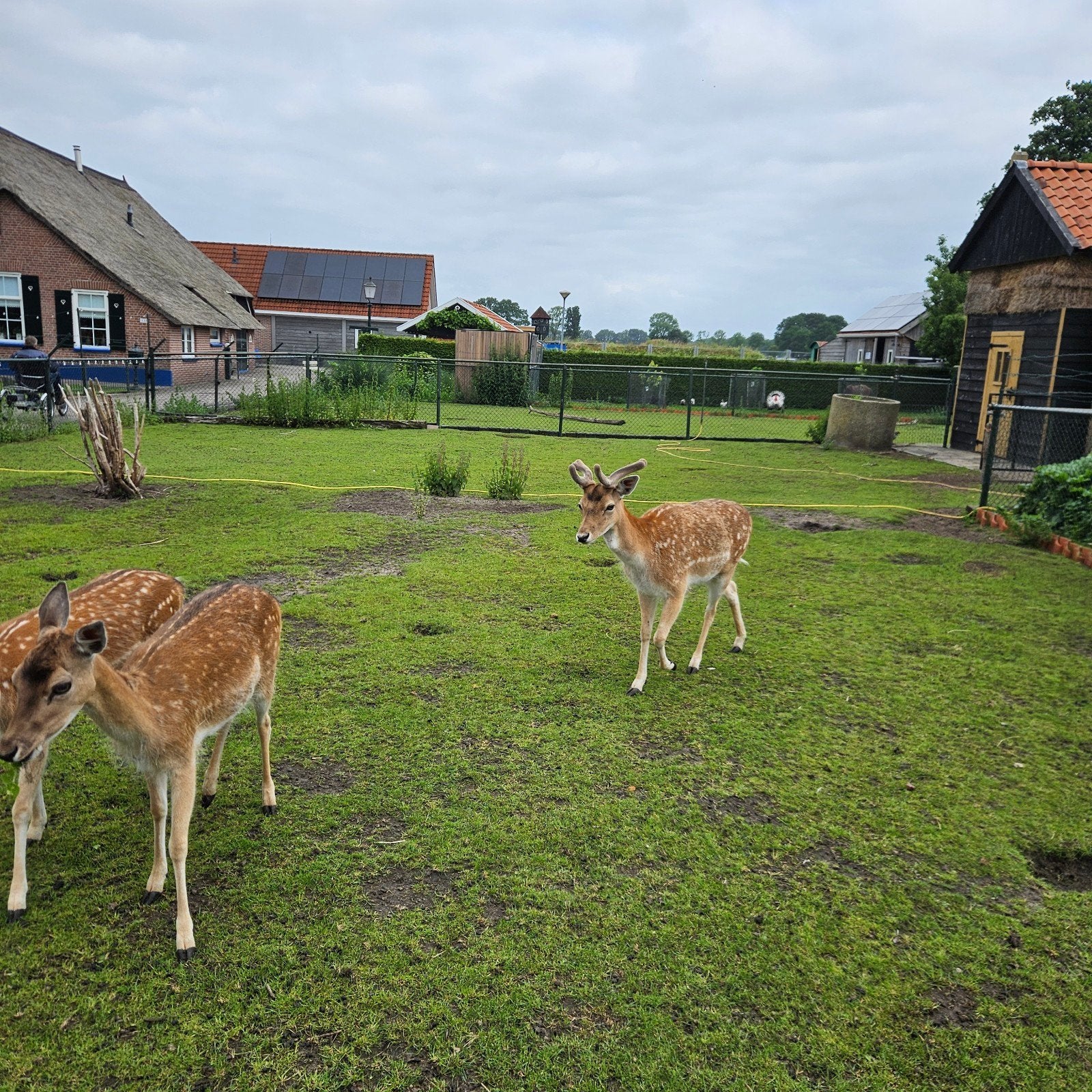 damherten, Dieren en Toebehoren, Vrouwelijk, Geit