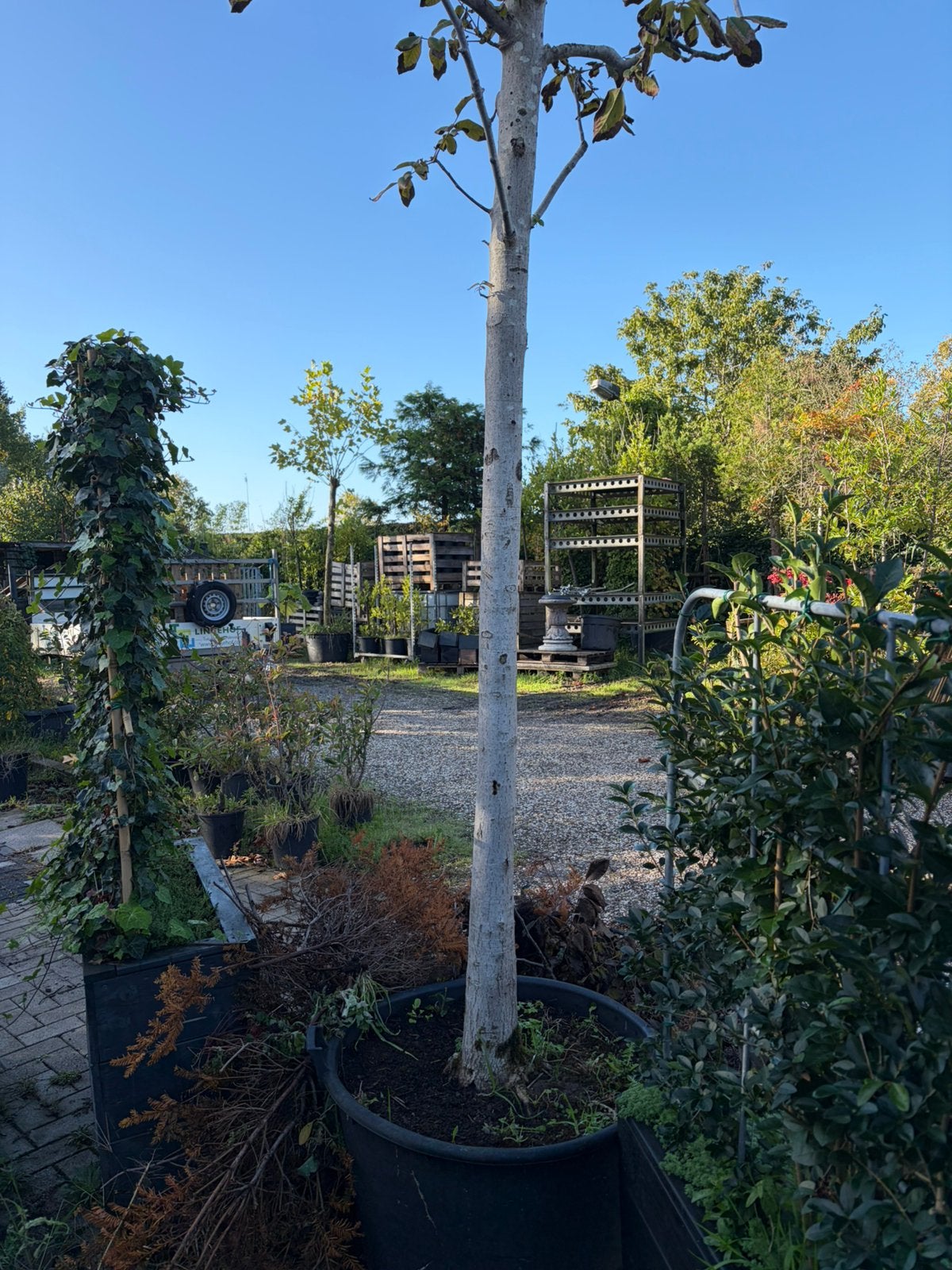 Sale Walnoot boom mooie zware boom, Ophalen, Lente