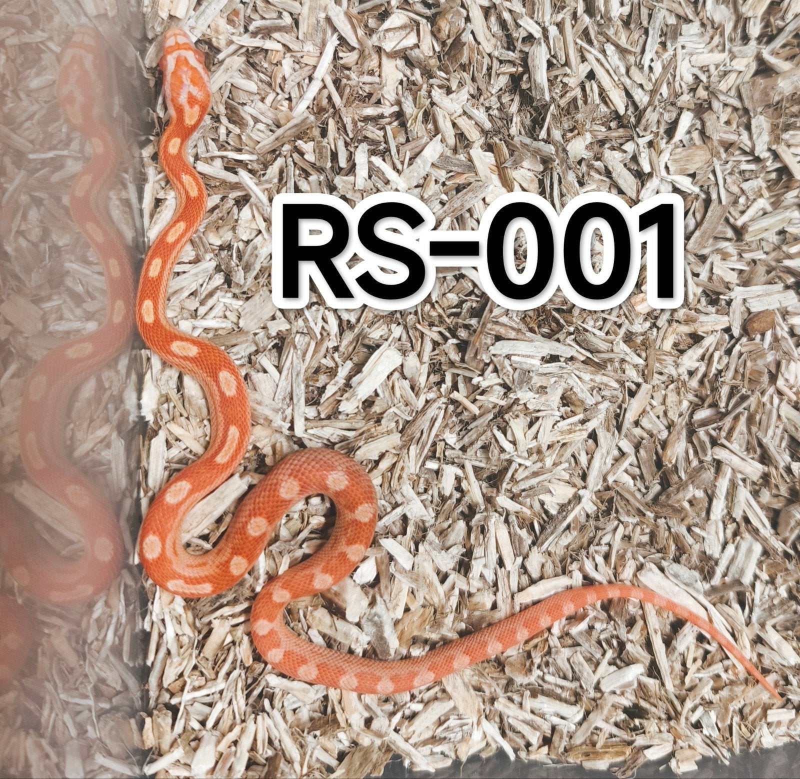 Jonge Amel/Albino red korenslangen CB 2026 Amel × Sunkissed, Slang, 0 tot 2 jaar