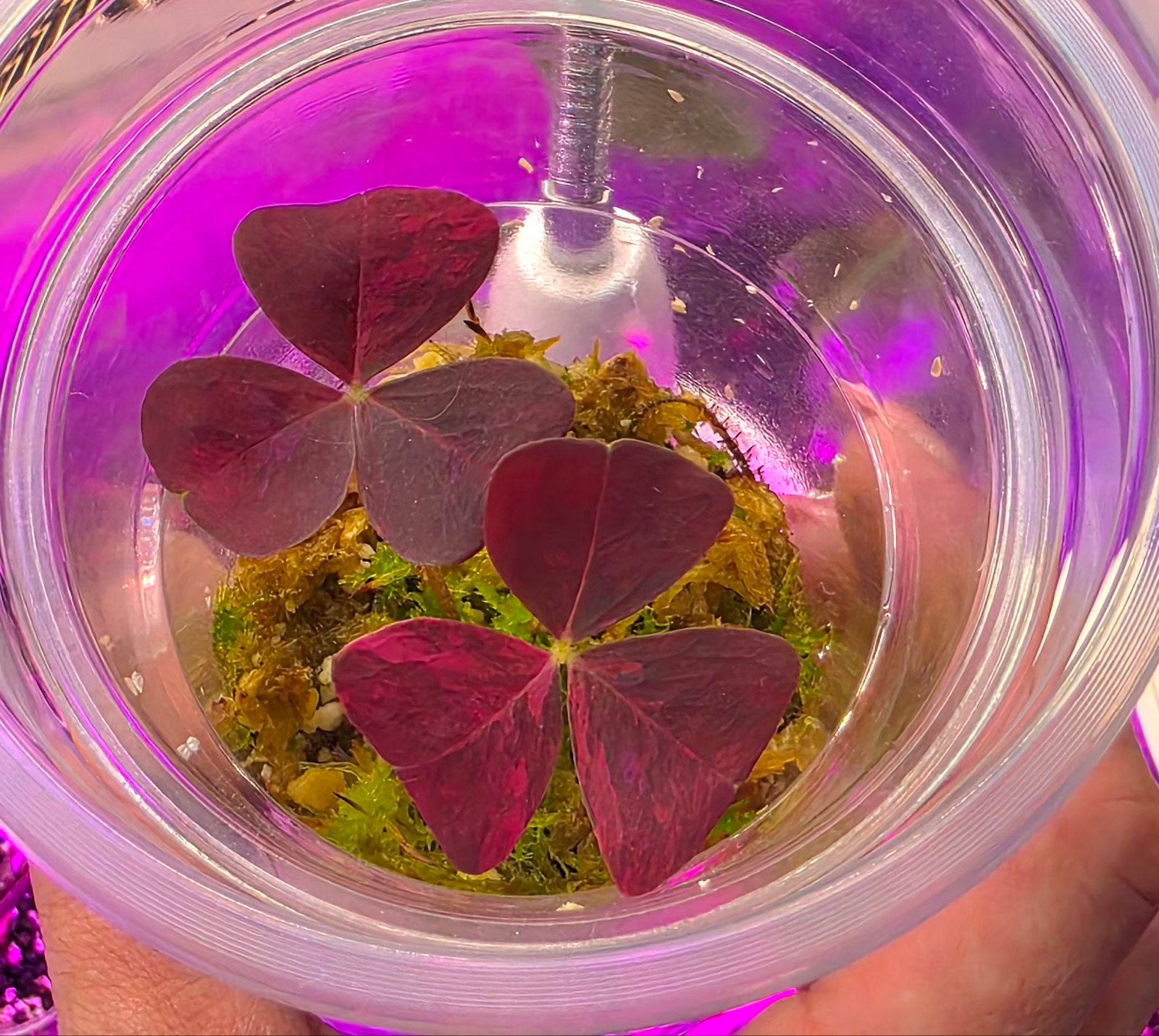 Oxalis Triangularis pink variegata (3), Ophalen of Verzenden, Halfschaduw, Minder dan 100 cm