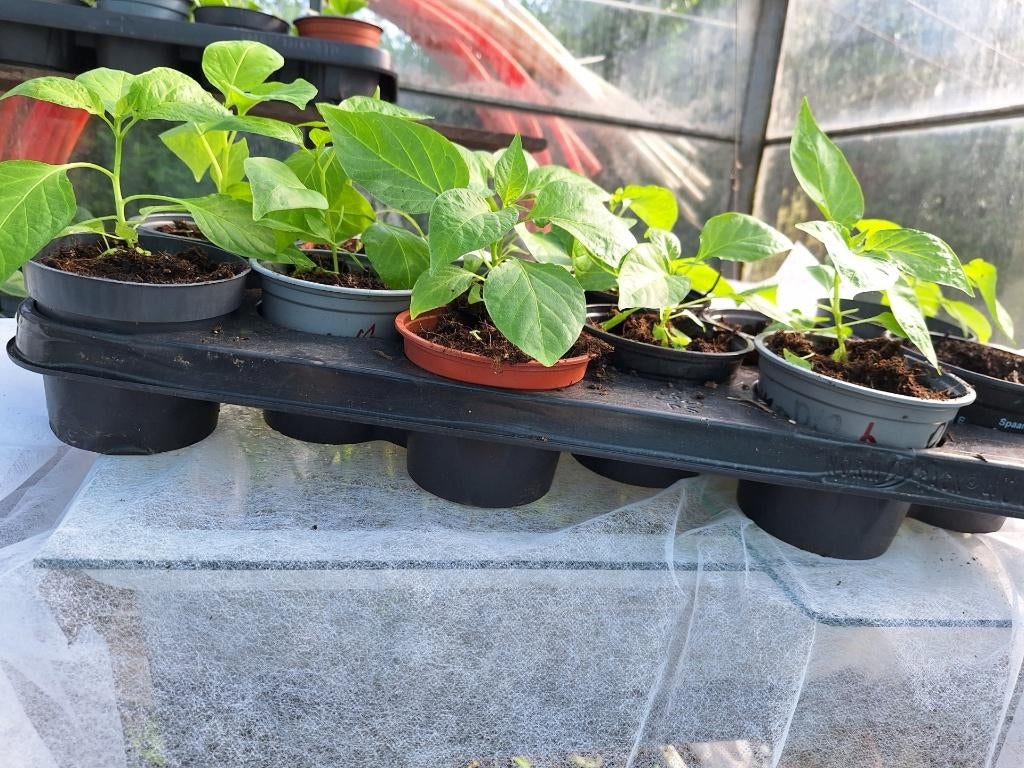 Surinaamse groente planten, Tuin en Terras, Planten | Tuinplanten, Volle zon, Eenjarig, Zomer, Ophalen