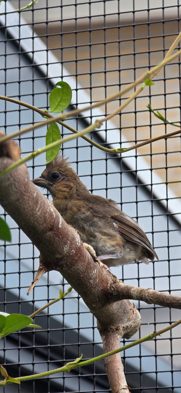 Jonge Rode Kardinaal, pop, Dieren en Toebehoren, Vogels | Overige Vogels, Vrouwelijk, Geringd