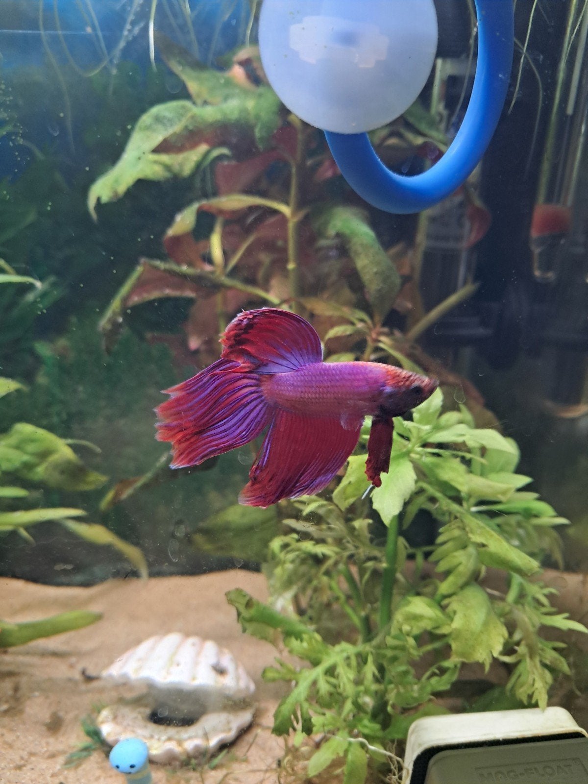 Betta kweek, Dieren en Toebehoren, Vissen | Aquariumvissen, Vis