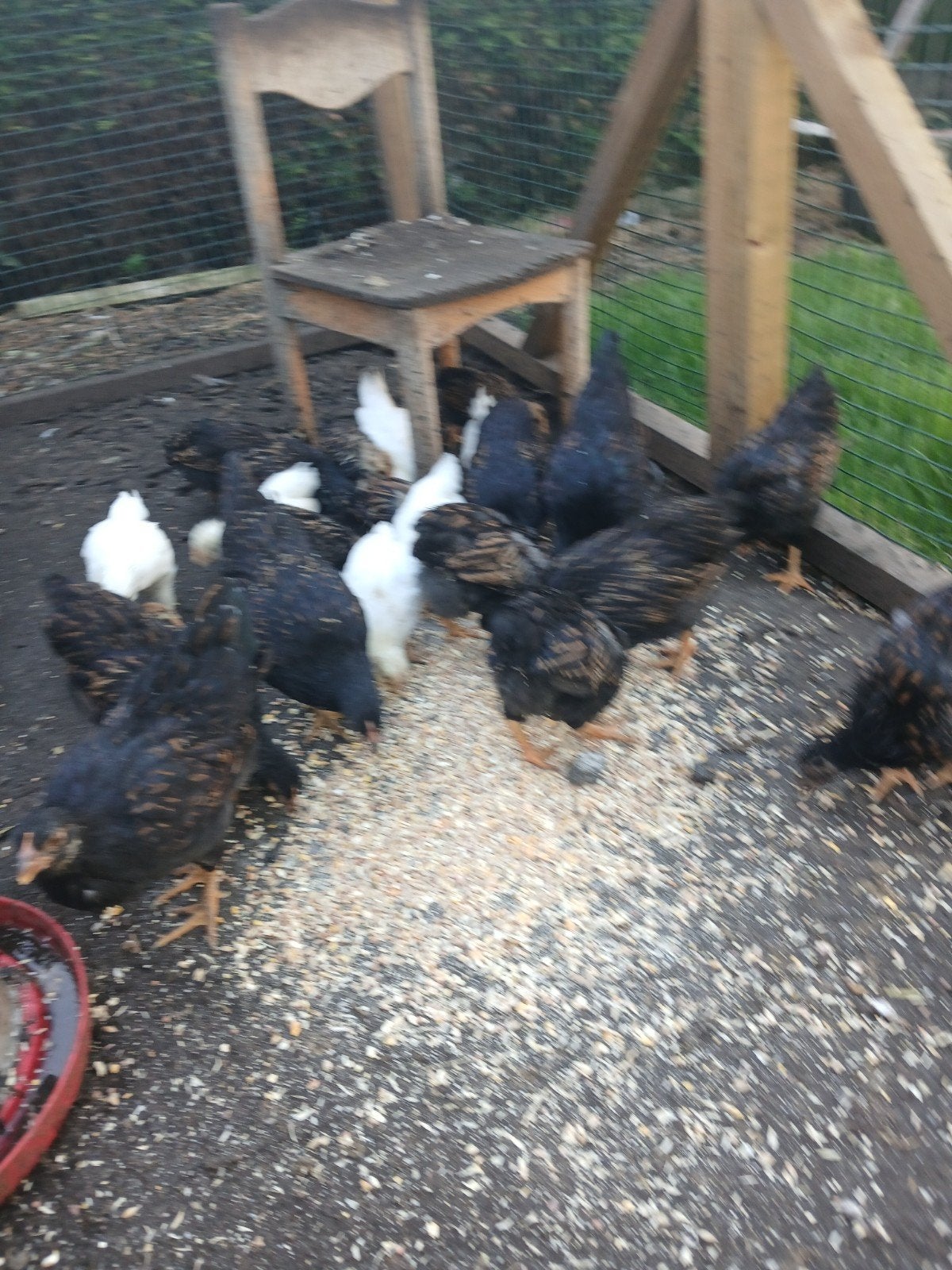 barnevelder kriel kippen, Meerdere dieren, Kip