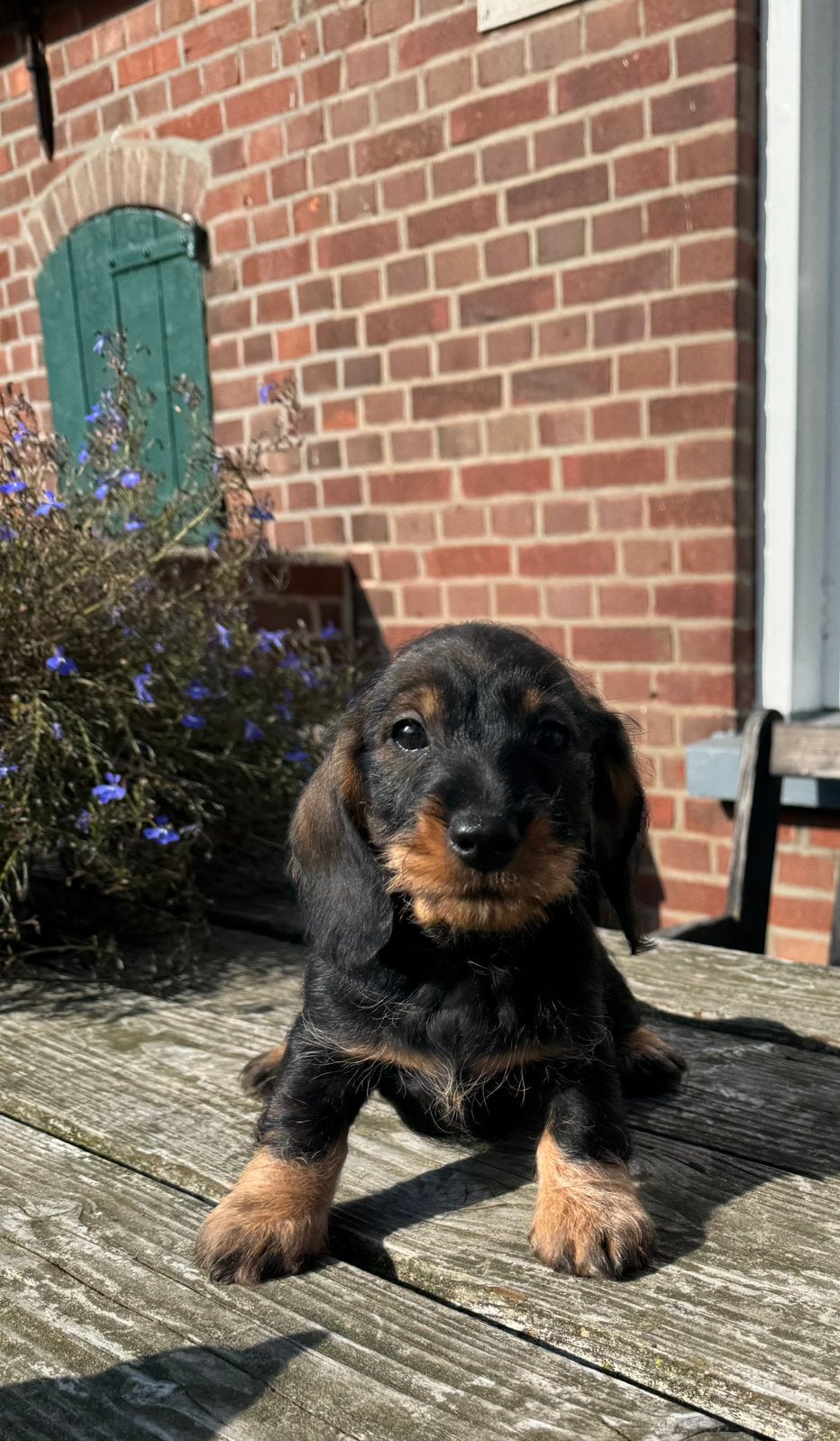 Ruwhaar dwerg teckel pups met stamboon, Dieren en Toebehoren, CDV (hondenziekte), 8 tot 15 weken, Dwerg, Meerdere dieren