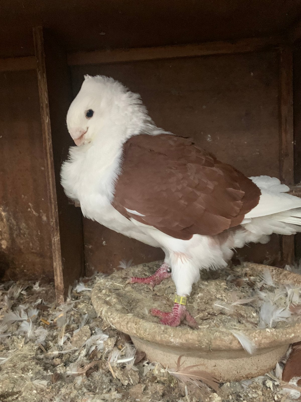 Oudhollandse meeuwen, Mannelijk, Overige soorten