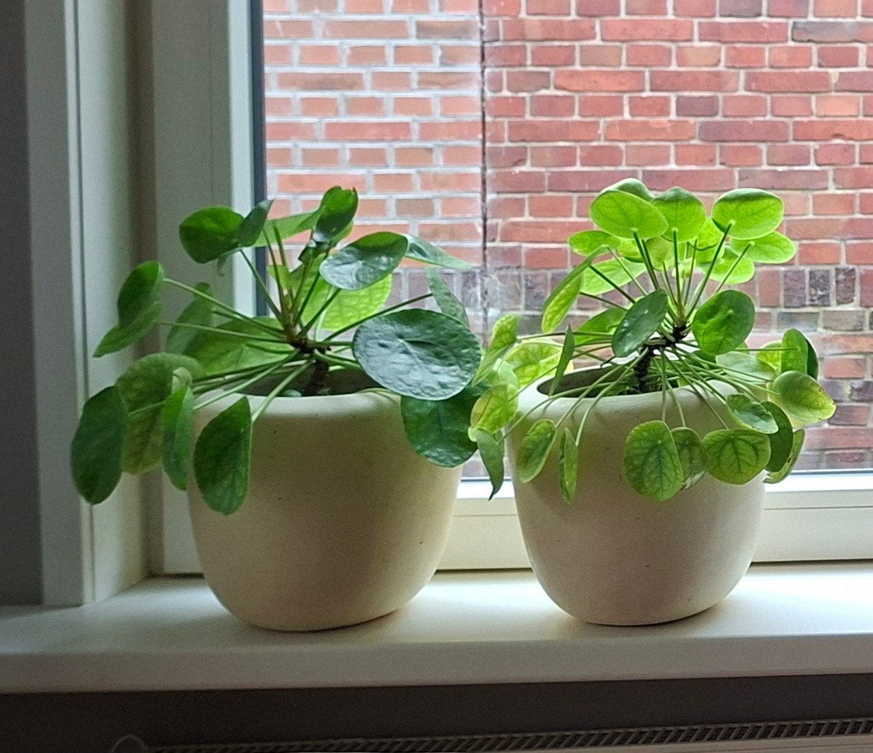 Twee potten met grote Pannenkoekplanten in Crèmekleurige Pot, Huis en Inrichting, Ophalen, Beige, Zo goed als nieuw, Modern