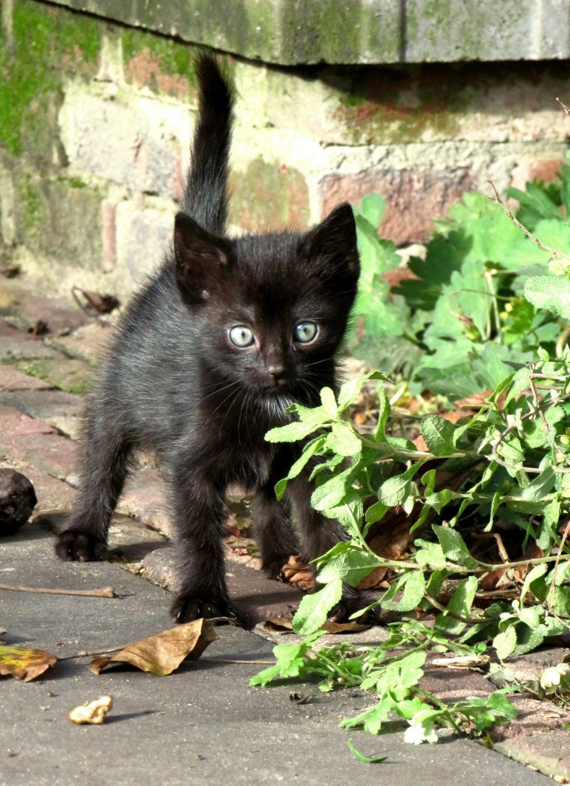 Kittens, Dieren en Toebehoren, Meerdere dieren, Kortharig, 0 tot 2 jaar