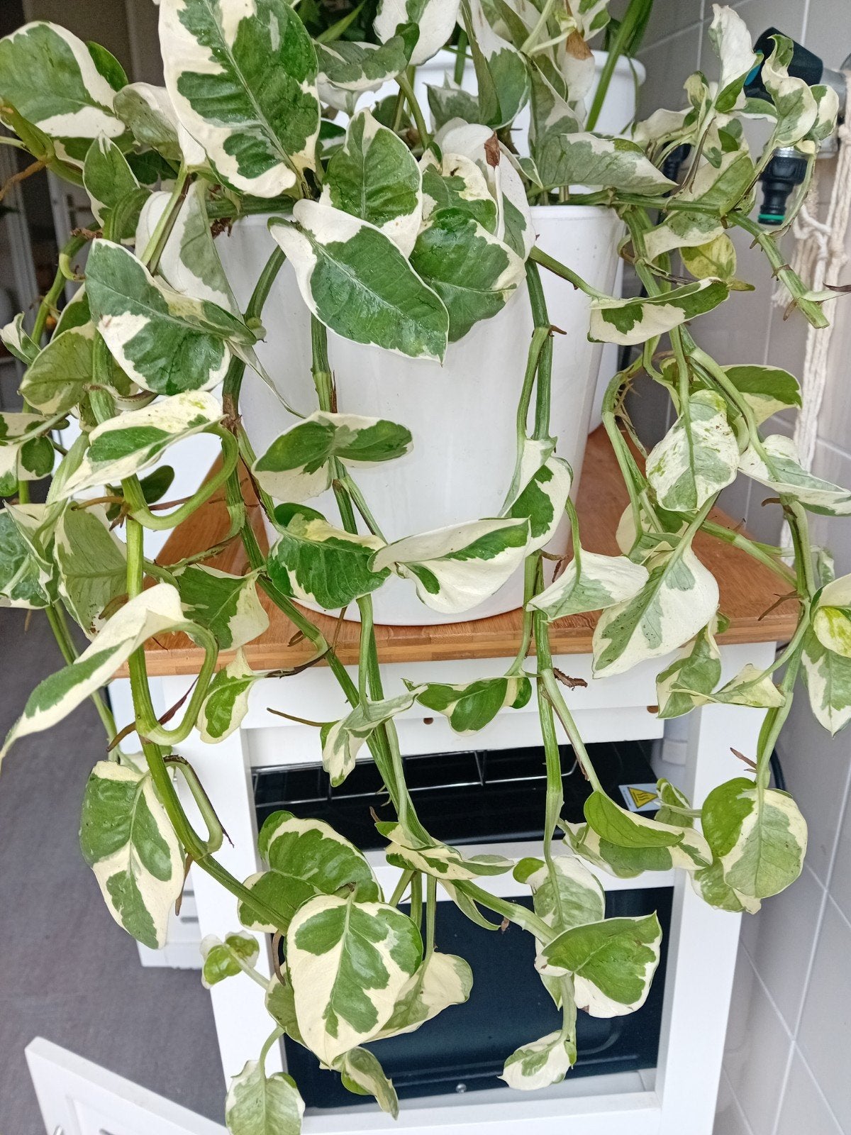 Verse Scindapsus N'Joy kopstekken, Huis en Inrichting, Overige soorten, Minder dan 100 cm, Groene kamerplant, Halfschaduw