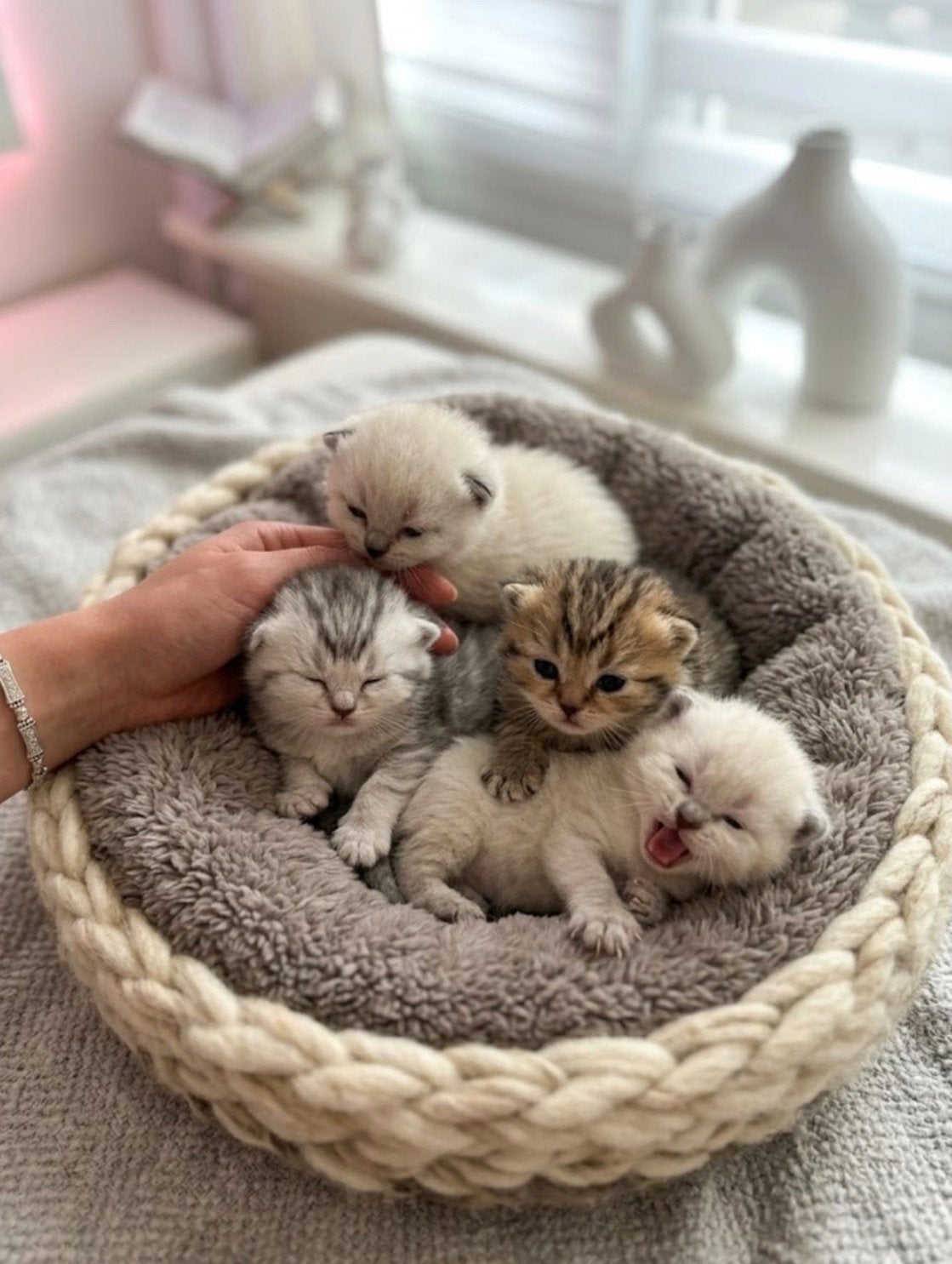 Prachtige Britse Korthaar kittens, Dieren en Toebehoren, Katten en Kittens | Raskatten | Korthaar, Meerdere dieren, 0 tot 2 jaar
