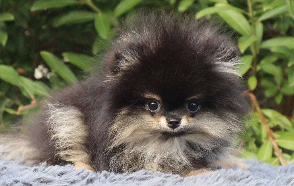 Teacup Black & Tan Pomeriaan/Pomeranian Aanwezig in NL, Dieren en Toebehoren, Keeshond, 15 weken tot 1 jaar, Buitenland, Teef