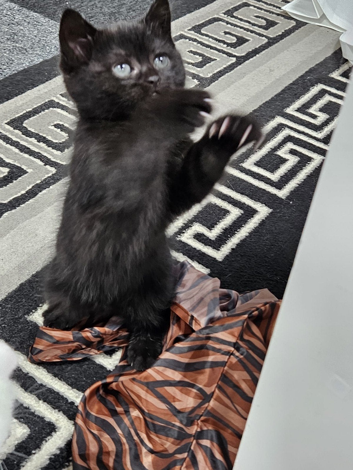Kittens van ongeveer 9 weken oud