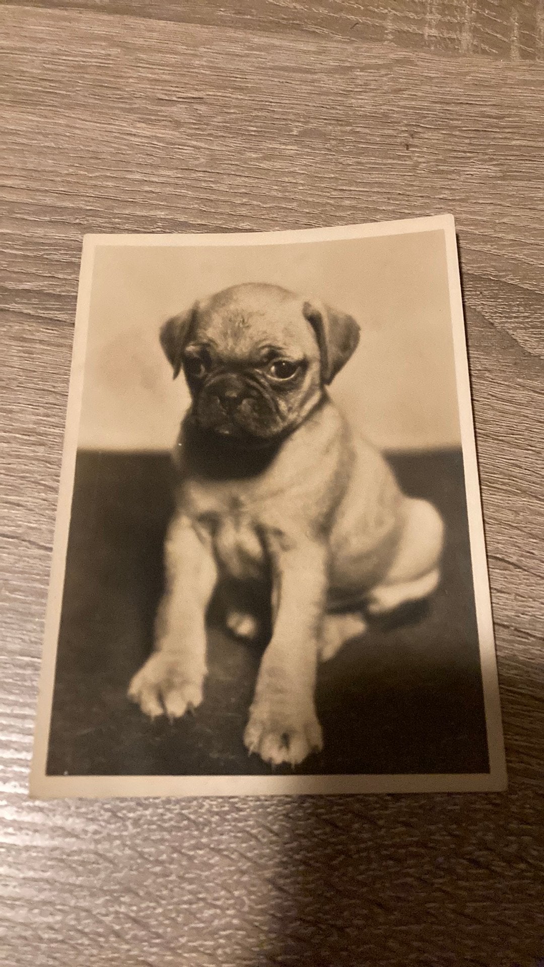 Oude foto ansichtkaart Mopshondje Mopsjong, Ophalen of Verzenden, 1920 tot 1940, Ongelopen, Hond of Kat