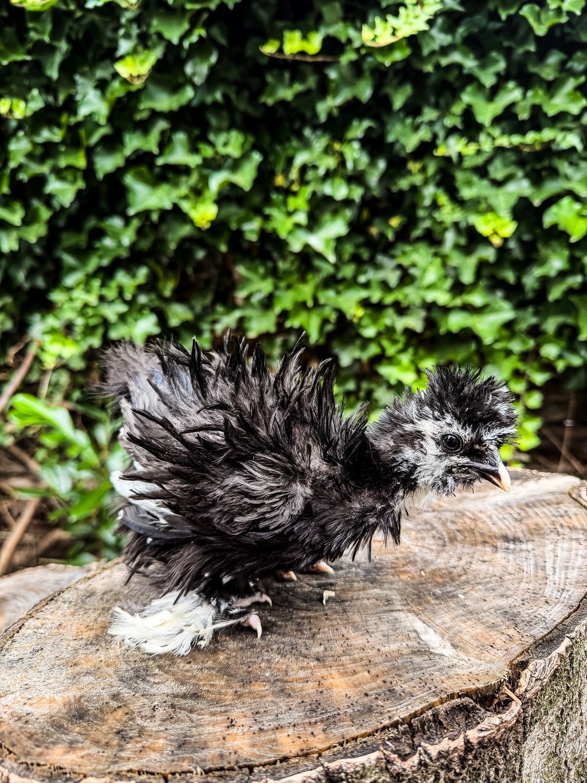 USA zijdehoen hennetjes, Dieren en Toebehoren, Pluimvee, Kip