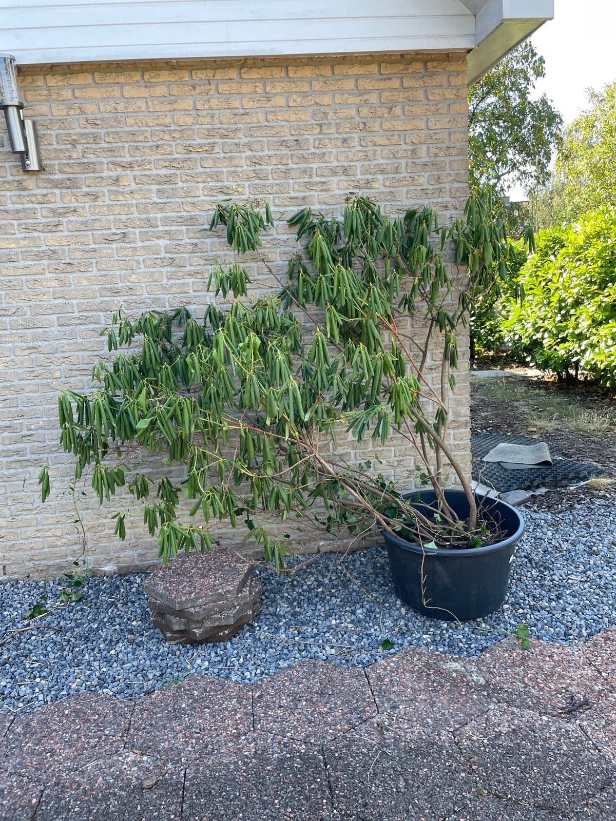 Grote Rhododendron - Gratis af te halen, Tuin en Terras, Vaste plant, Halfschaduw, Lente, Ophalen