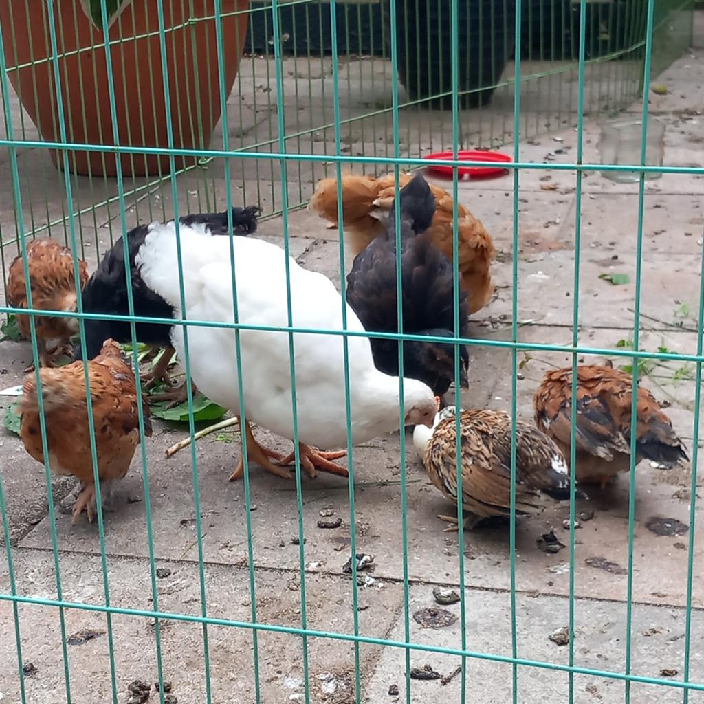 Kippen, Vrouwelijk, Kip