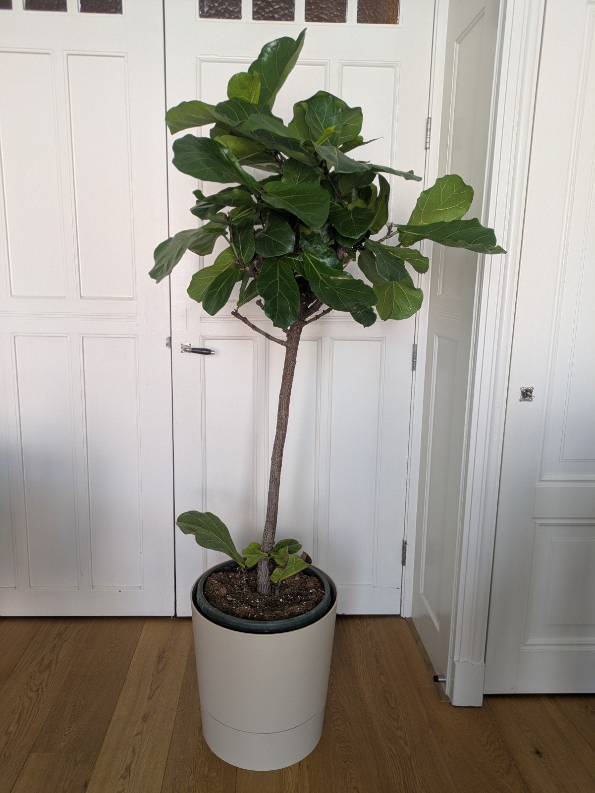 Grote Ficus Lyrata (Tabaksplant) met pot, 150-200 cm, Huis en Inrichting, Ophalen, Ficus, Halfschaduw, In pot
