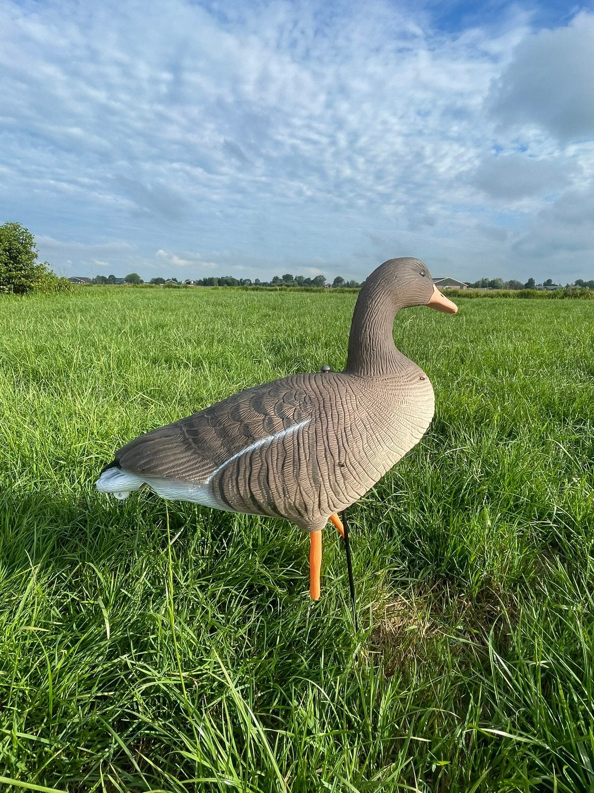 Nieuwe ganzenlokkers: Grauwe Gans, Ophalen, Nieuw