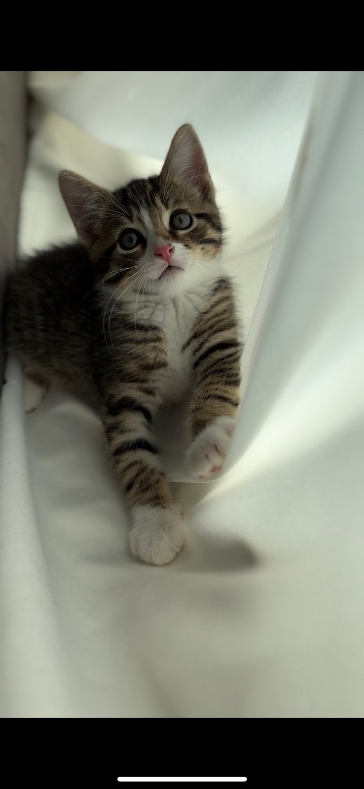 Kittens