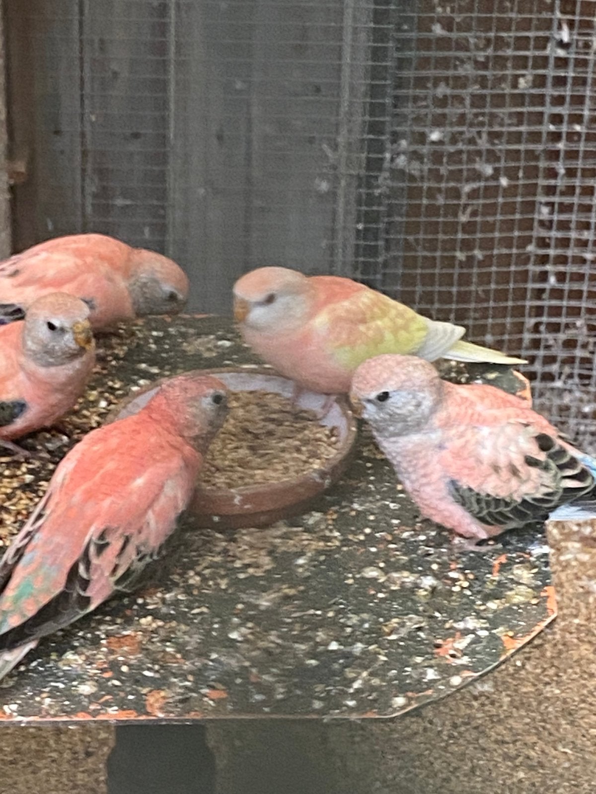 Bourke pakiet, Dieren en Toebehoren, Meerdere dieren, Parkiet, Geringd