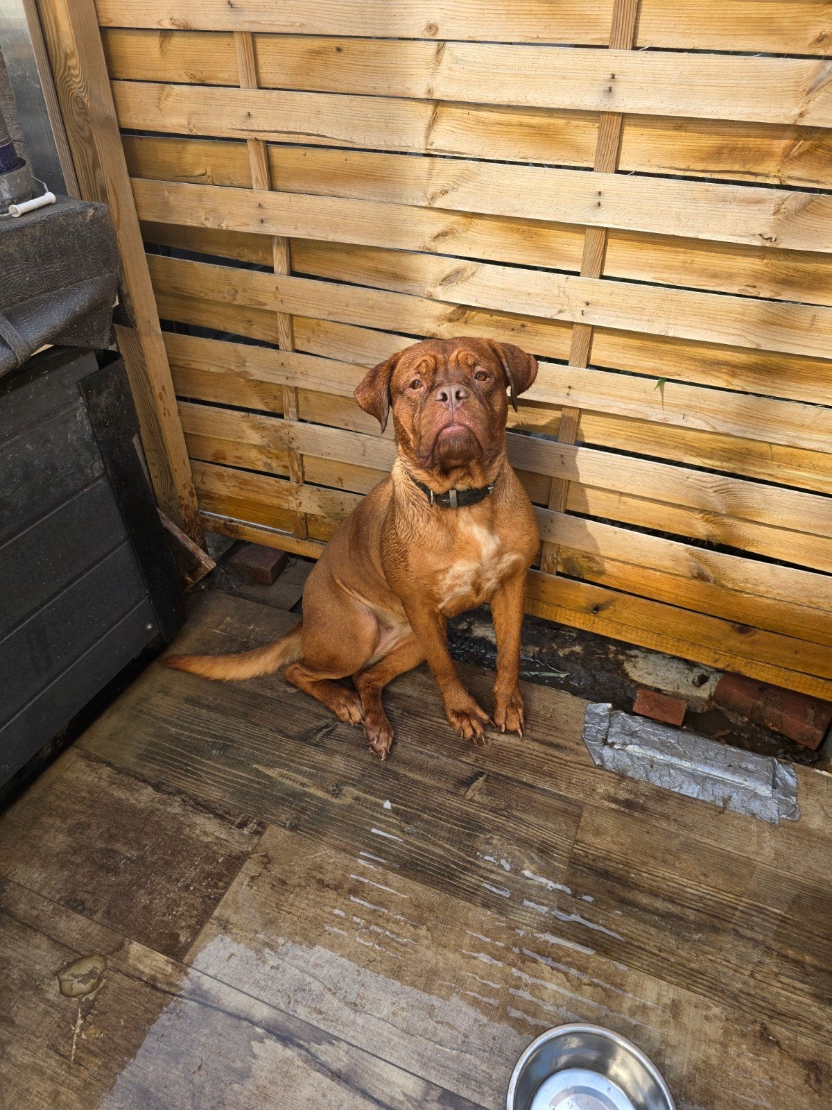 mooie bordeauxdog  2 jaar  zoekt een for ever home, Dieren en Toebehoren, Honden | Niet-rashonden, 1 tot 2 jaar, Teef, Groot, Eén hond