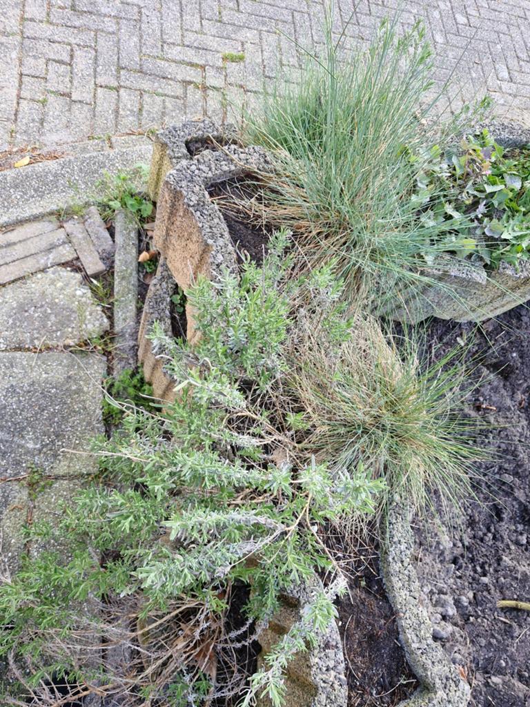 Lavendel en grassen zo'n 8 stuks van ieder., Tuin en Terras, Planten | Tuinplanten, Ophalen of Verzenden, Overige soorten, Volle zon