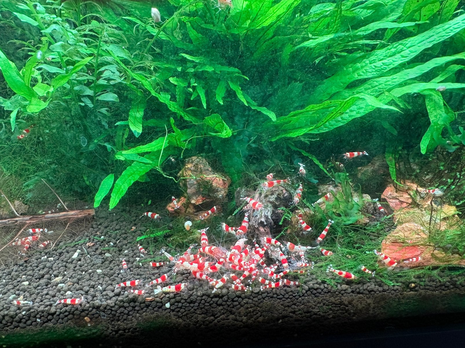 Crystal red CRS Garnalen Caridina, Kreeft, Krab of Garnaal