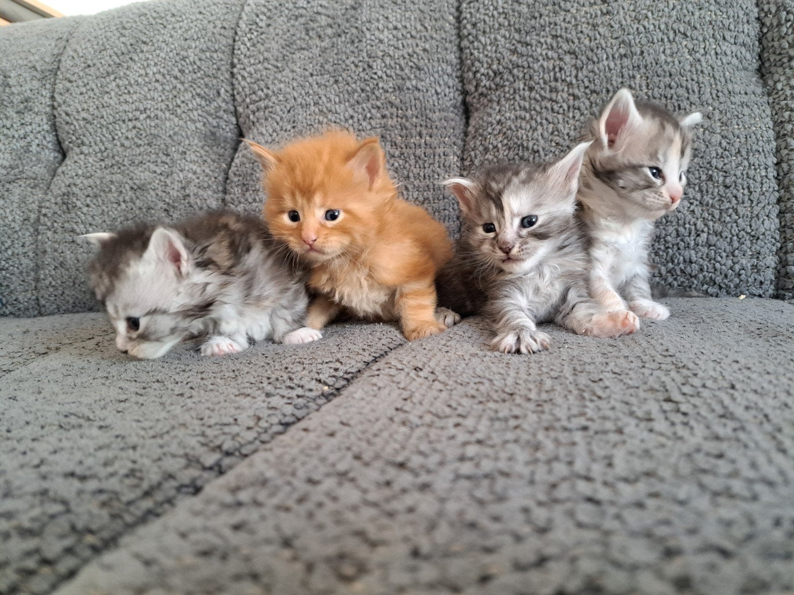 Maine coon kitten, Dieren en Toebehoren, Meerdere dieren