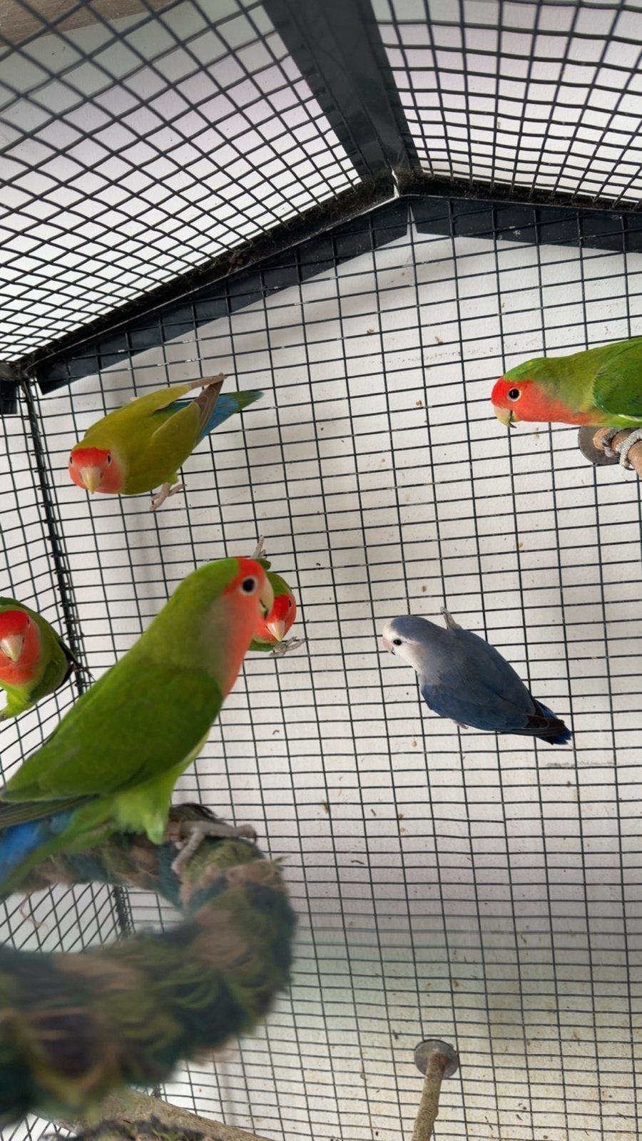 7 dwegpapegaaien, Dieren en Toebehoren, Meerdere dieren