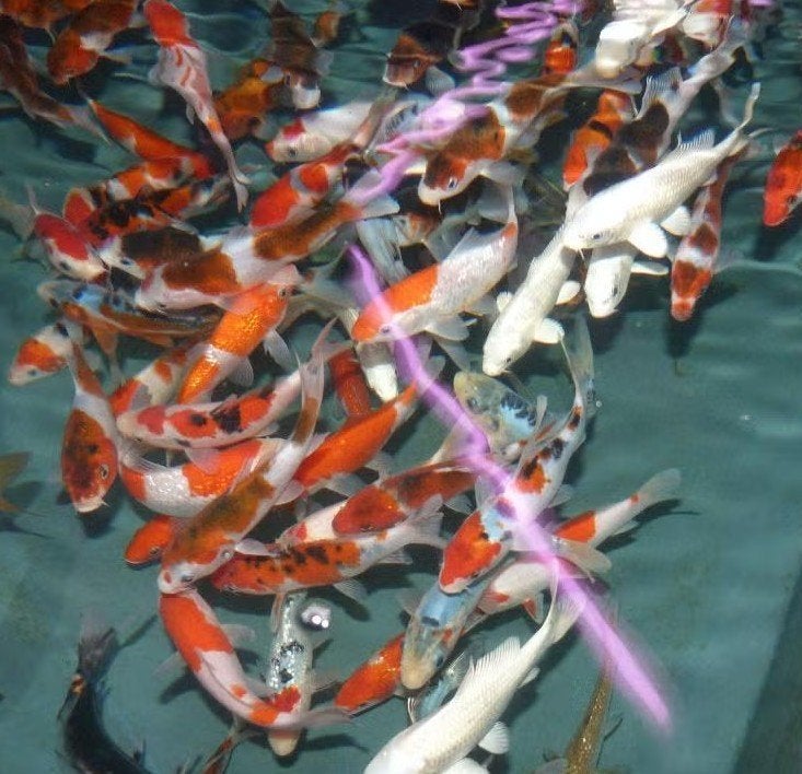HQ Import koi 12 / 15 cm bij Koidream in Valburg, Dieren en Toebehoren, Vissen | Vijvervissen, Karper of Koi