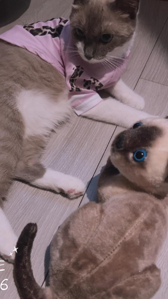 Jonge poes (1 jaar) op zoek naar een liefdevol baasje, Dieren en Toebehoren, Poes, Gechipt, 0 tot 2 jaar