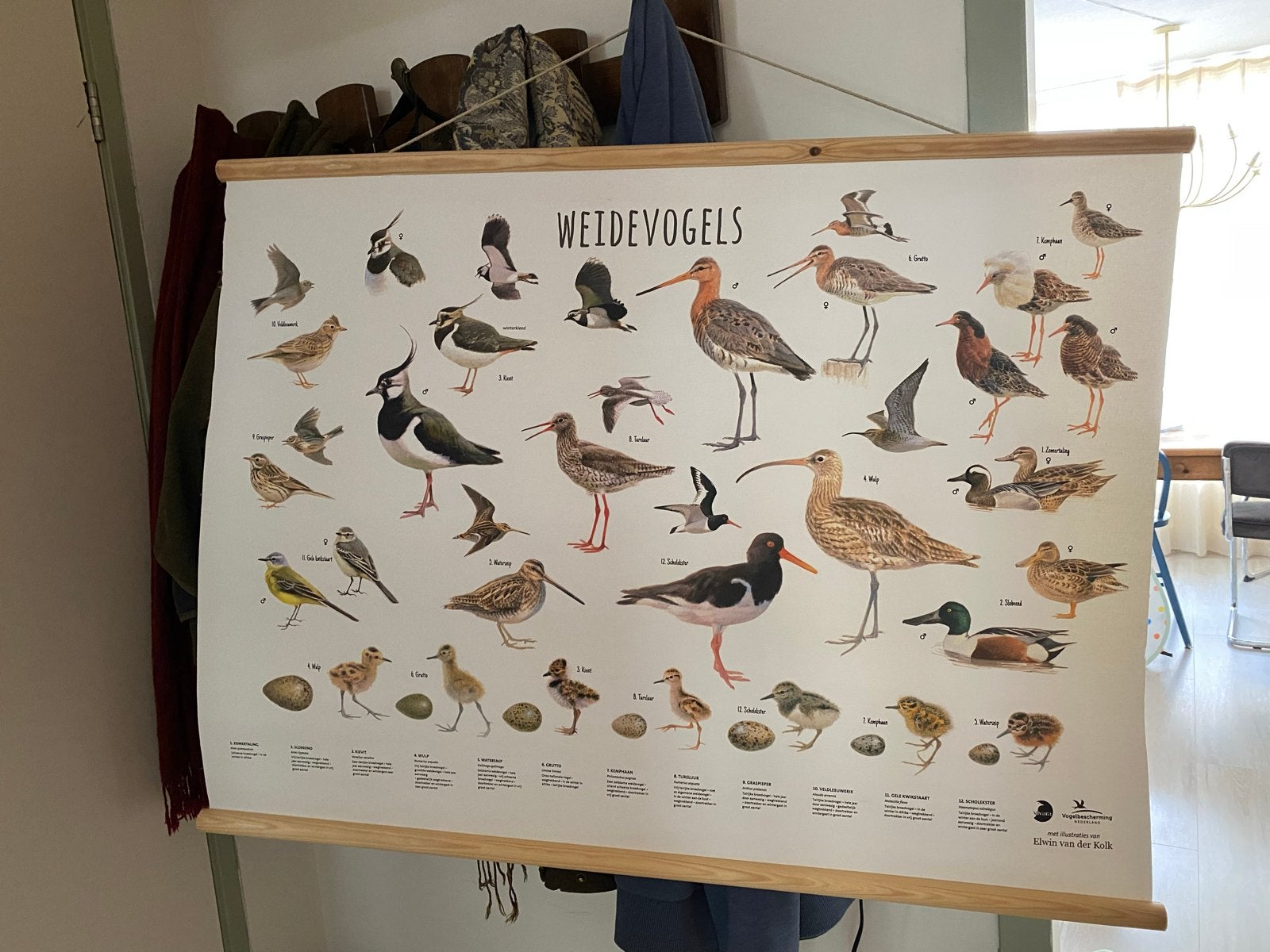 Elwin van der Kolk poster - Weidevogels, Ophalen, 50 – 75, Zo goed als nieuw, Foto of Poster