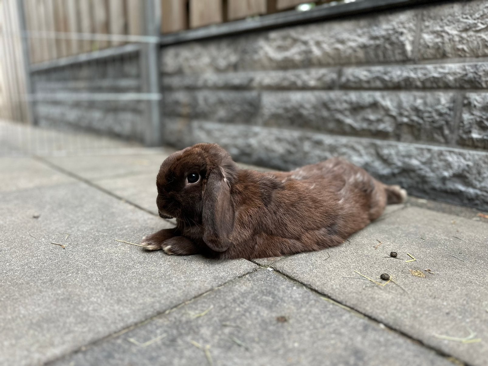 Hangoor dwergkonijn koppel, Dieren en Toebehoren, Meerdere dieren, Dwerg, Hangoor