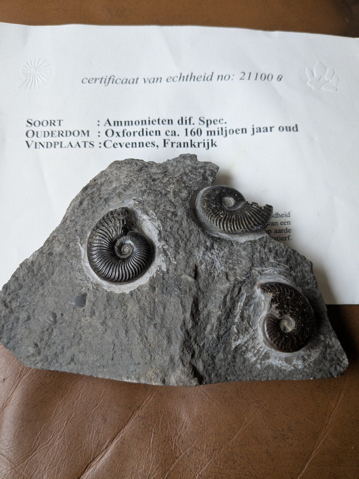 Ammonieten Oxfordien ca. 160 miljoen jaar oud, Verzamelen, Mineralen en Fossielen, Ophalen of Verzenden