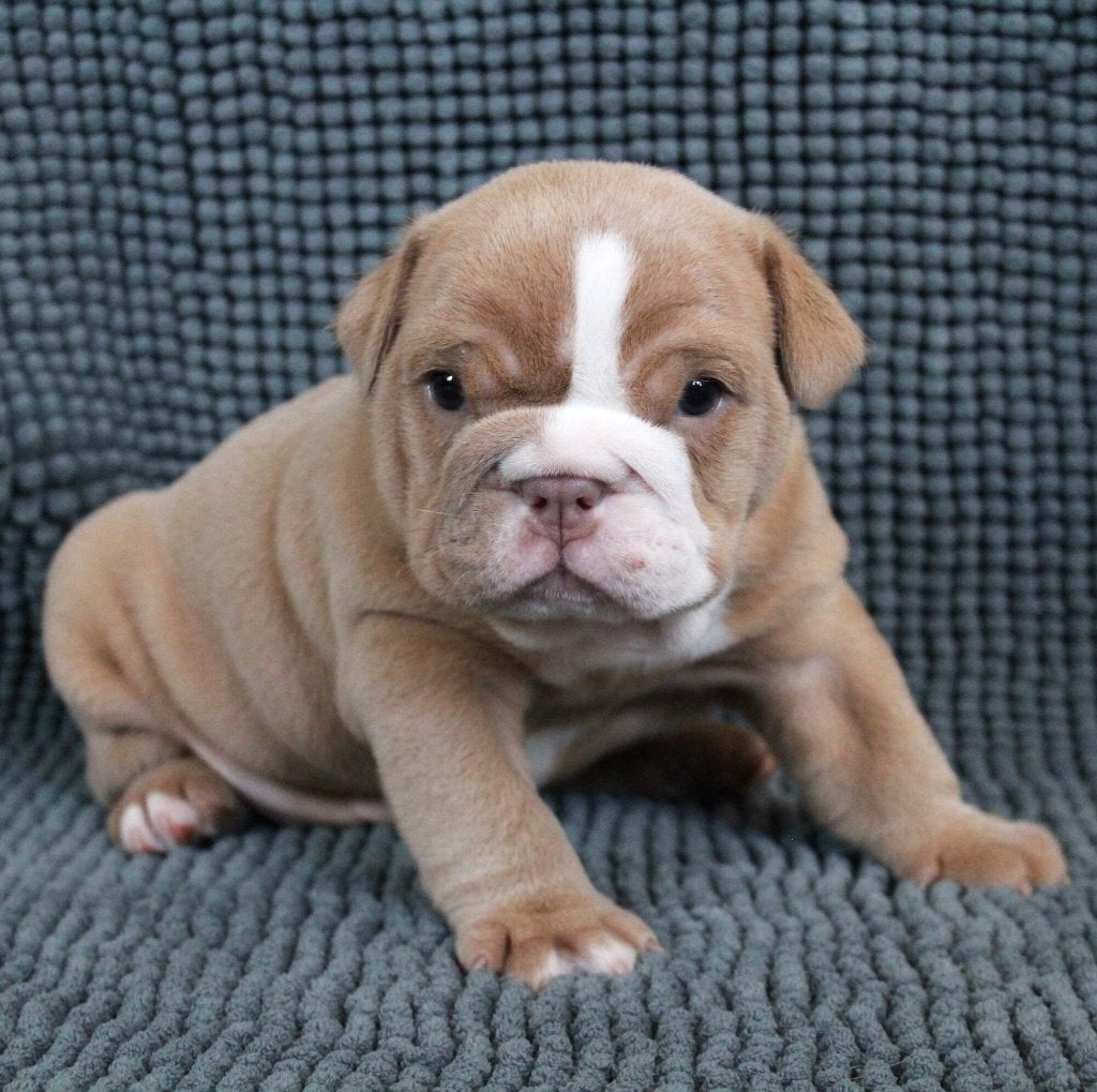 Old English Bulldog puppy, Fokker | Hobbymatig, 8 tot 15 weken, Buitenland, Parvo