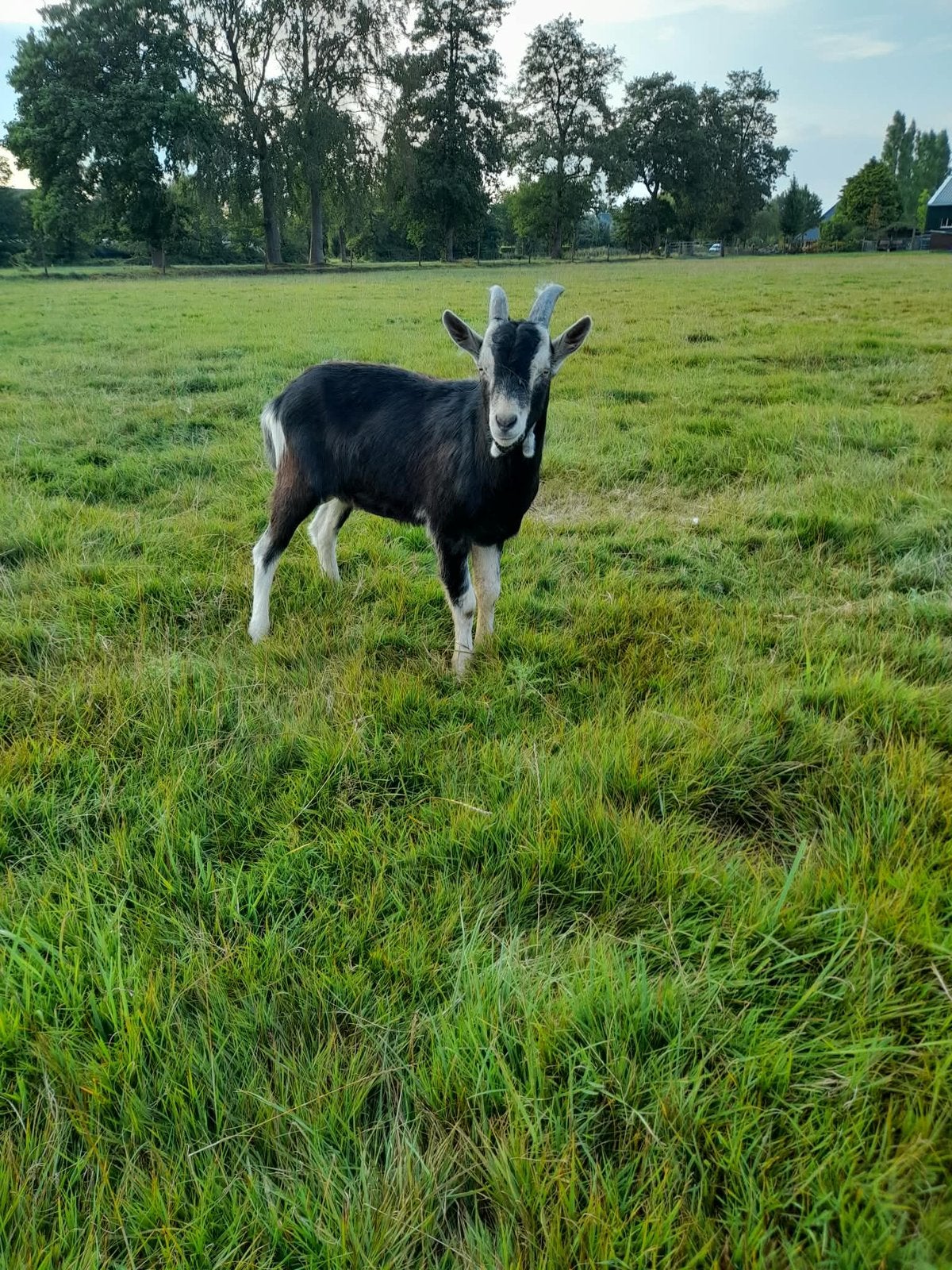 Bok, Dieren en Toebehoren, Mannelijk, Geit, 0 tot 2 jaar