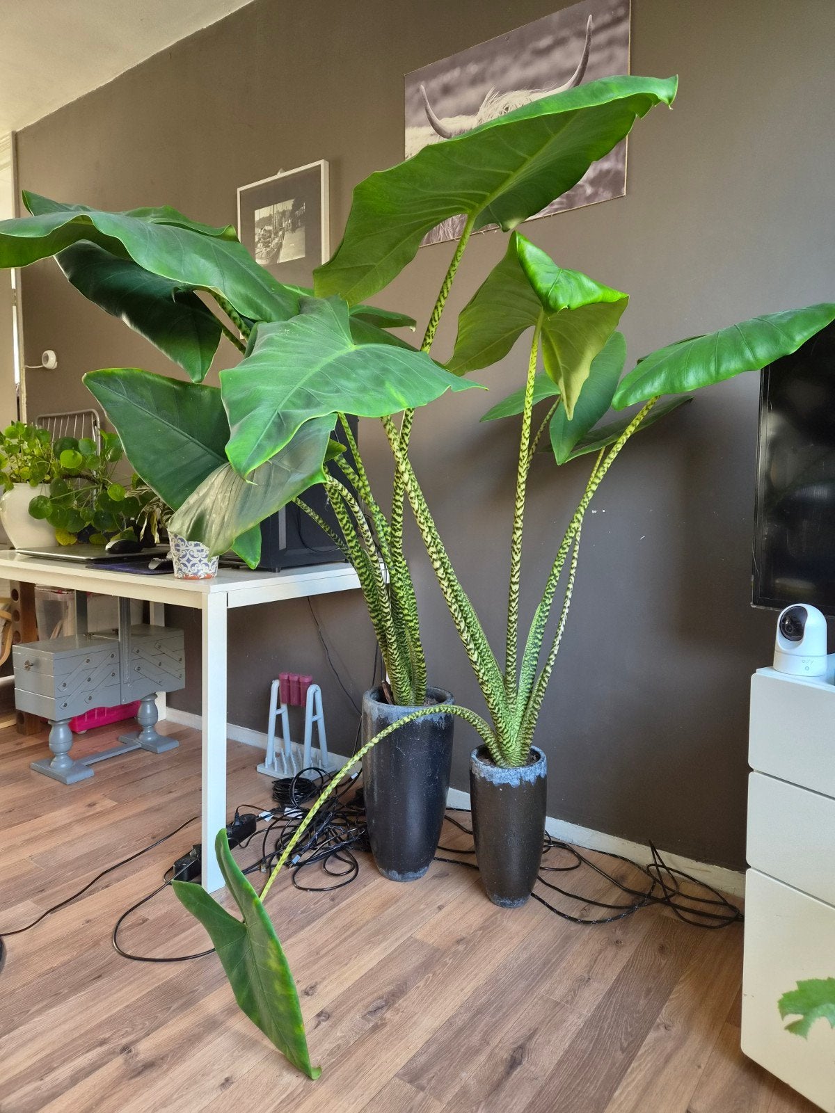 2 grote Alocasia Zebrina's (Olifantsoren), Ophalen, Halfschaduw