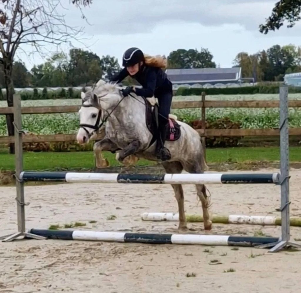 Vrolijke en energieke Welsh-A pony ruin, Dieren en Toebehoren, Pony's, Met stamboom, B, Ruin, 7 tot 10 jaar