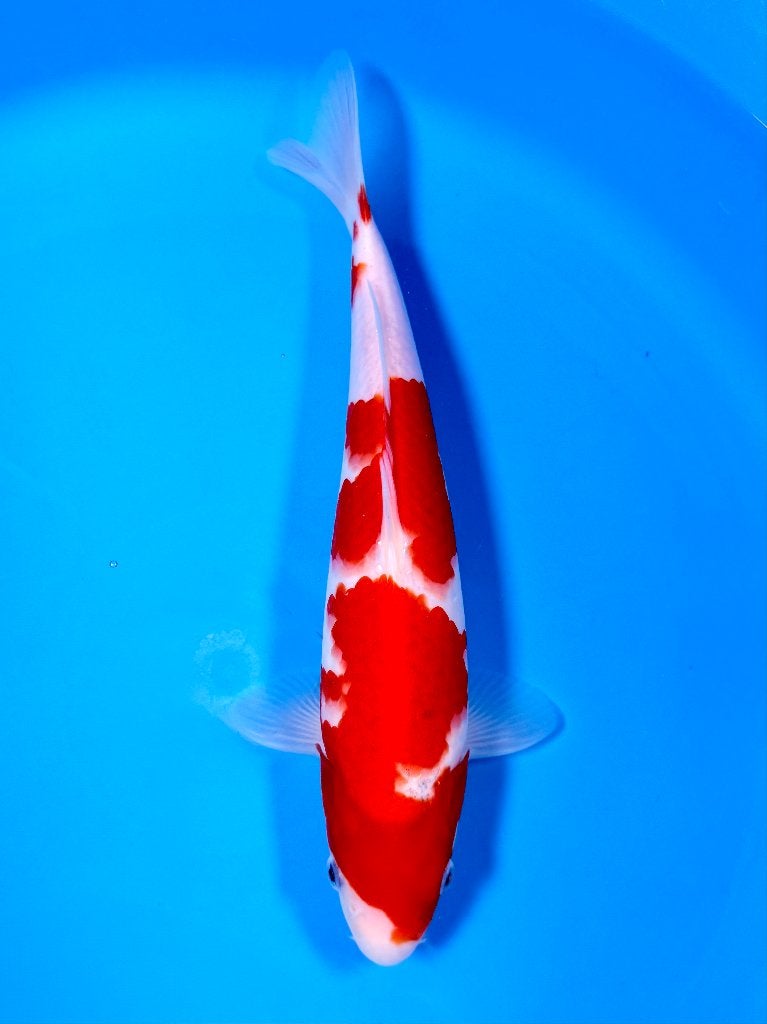 HQ Goshiki | Conias Tateshita Tosai | 25-30 cm, Karper of Koi